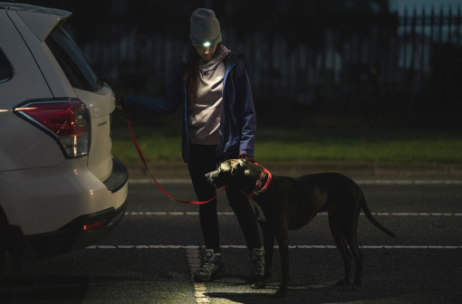 Яркий свет для лучшего друга: выбираем фонарь Fenix для выгула собаки